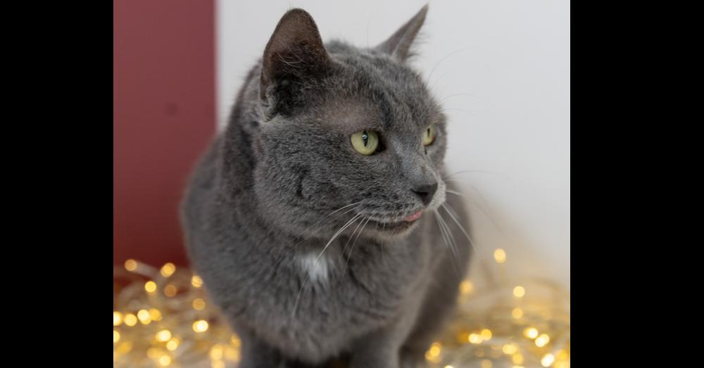 Enlarge Ice Ice Baby, a Adoptable mixed breed in Wheaton, IL image 5/6