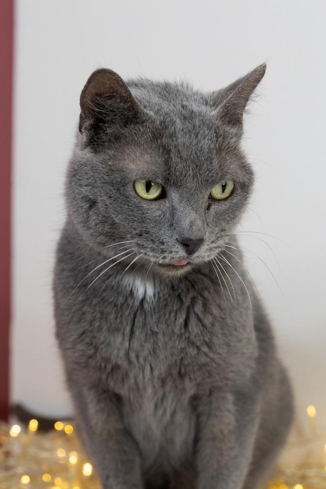Enlarge Ice Ice Baby, a Adoptable mixed breed in Wheaton, IL image 6/6