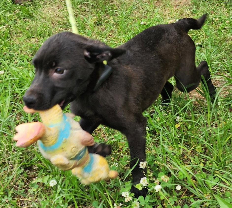 260600 Belle, Adoptable, Puppy Female Labrador Retriever & Catahoula Leopard Dog.