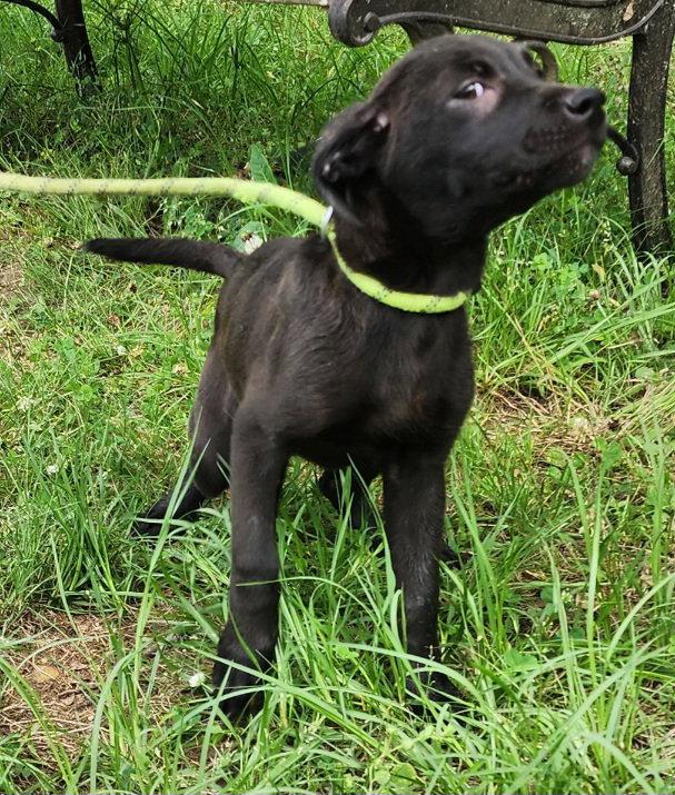 260600 Belle, a Adoptable mixed breed in Wetumpka, AL image 2/3