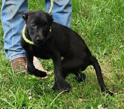260600 Belle, a Adoptable mixed breed in Wetumpka, AL image 3/3