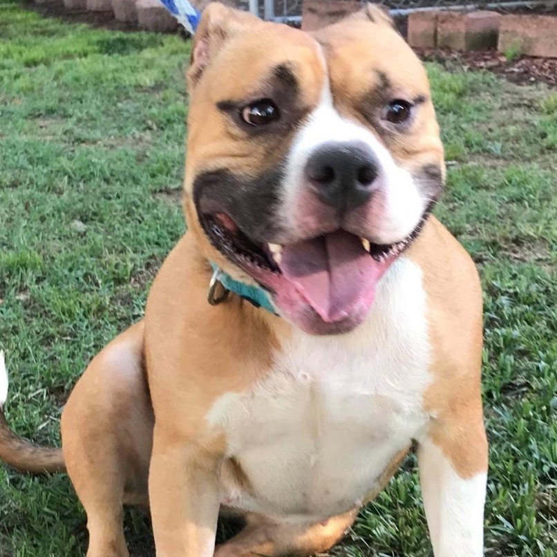 Layla, Adoptable, Adult Female American Bulldog.