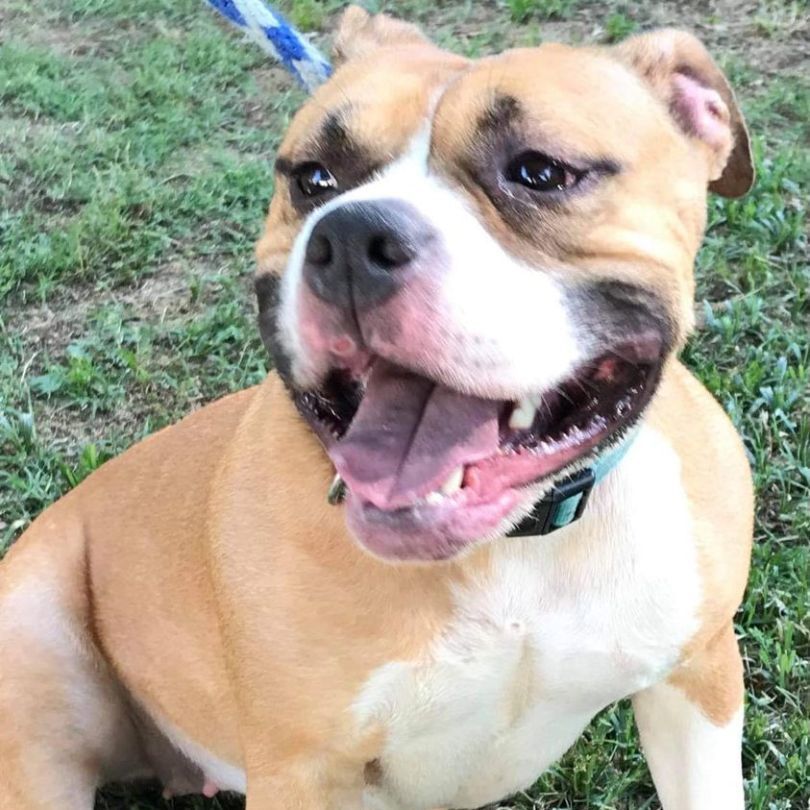 Layla, an adoptable American Bulldog in Hampton, VA, 23666 | Photo Image 2