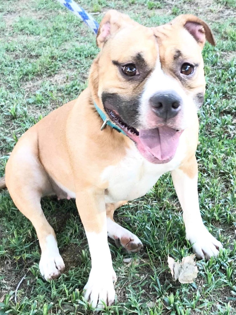 Layla, an adoptable American Bulldog in Hampton, VA, 23666 | Photo Image 4