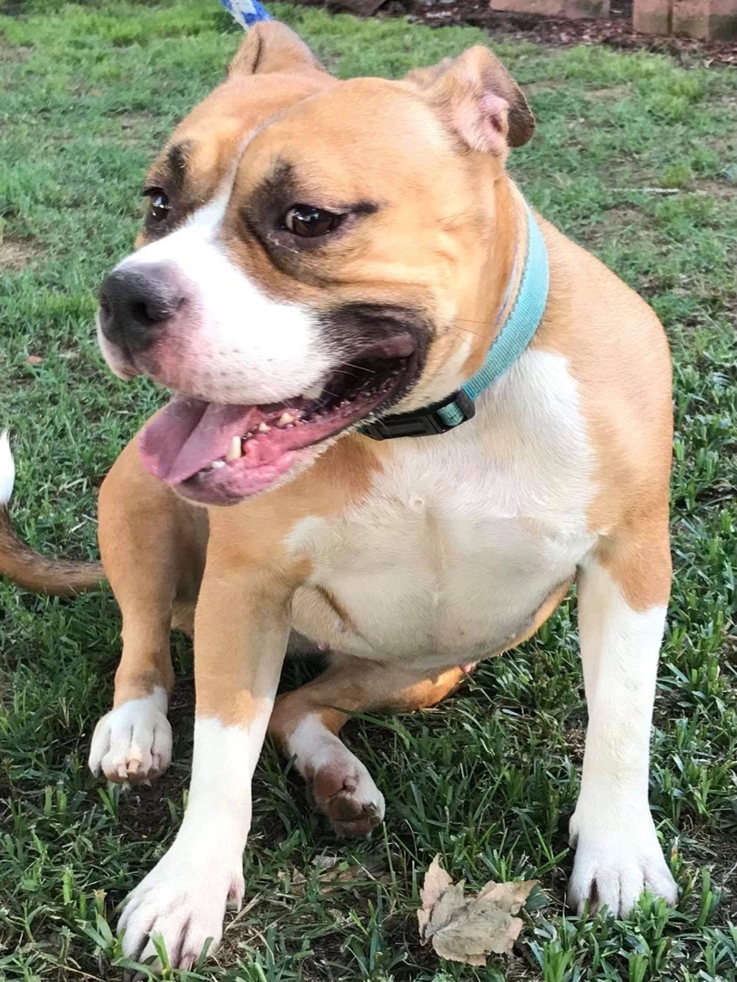 Layla, an adoptable American Bulldog in Hampton, VA, 23666 | Photo Image 3