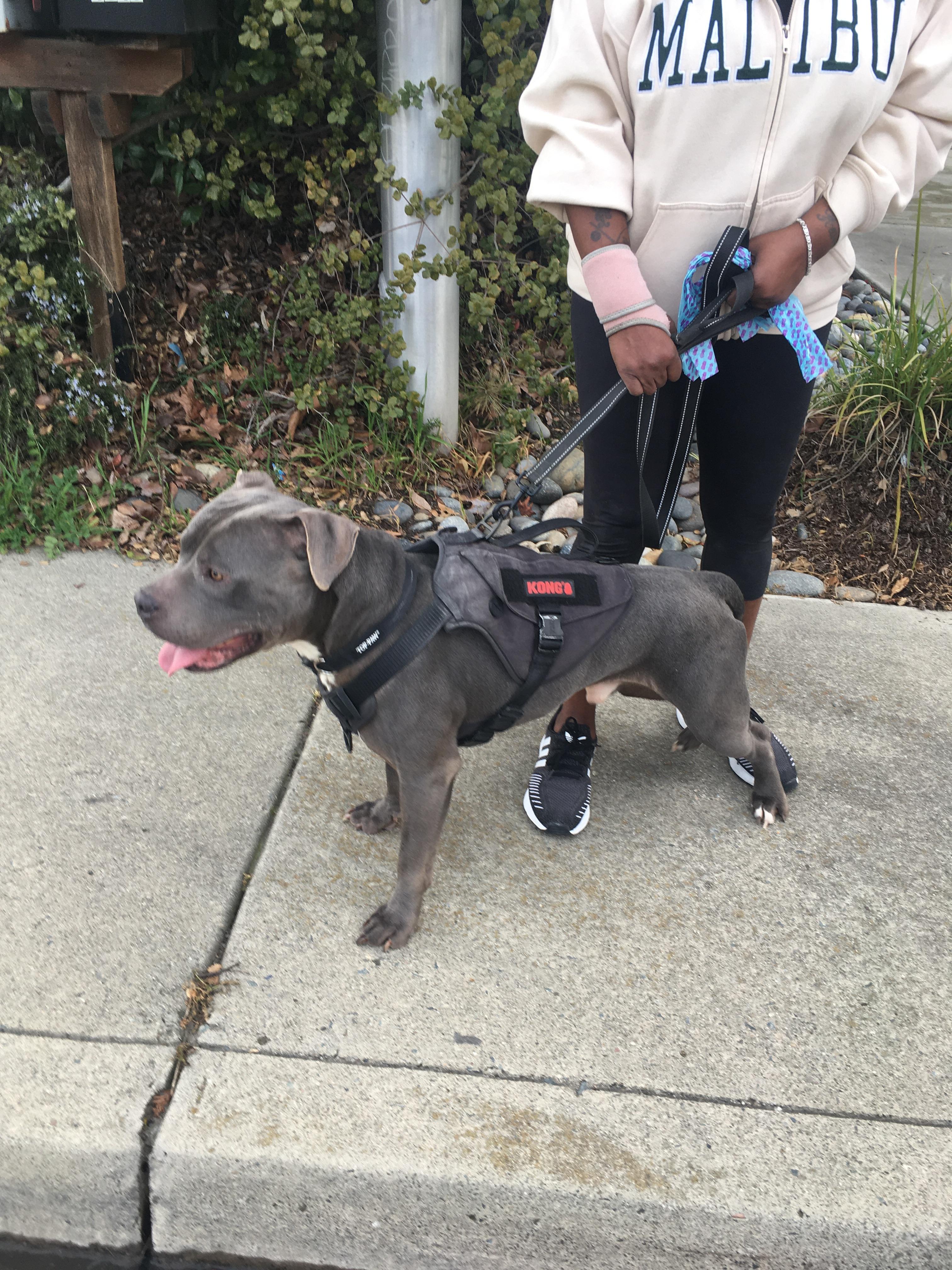 OSIRIS (a gentle giant), Adopted, Adult Male Pit Bull Terrier.