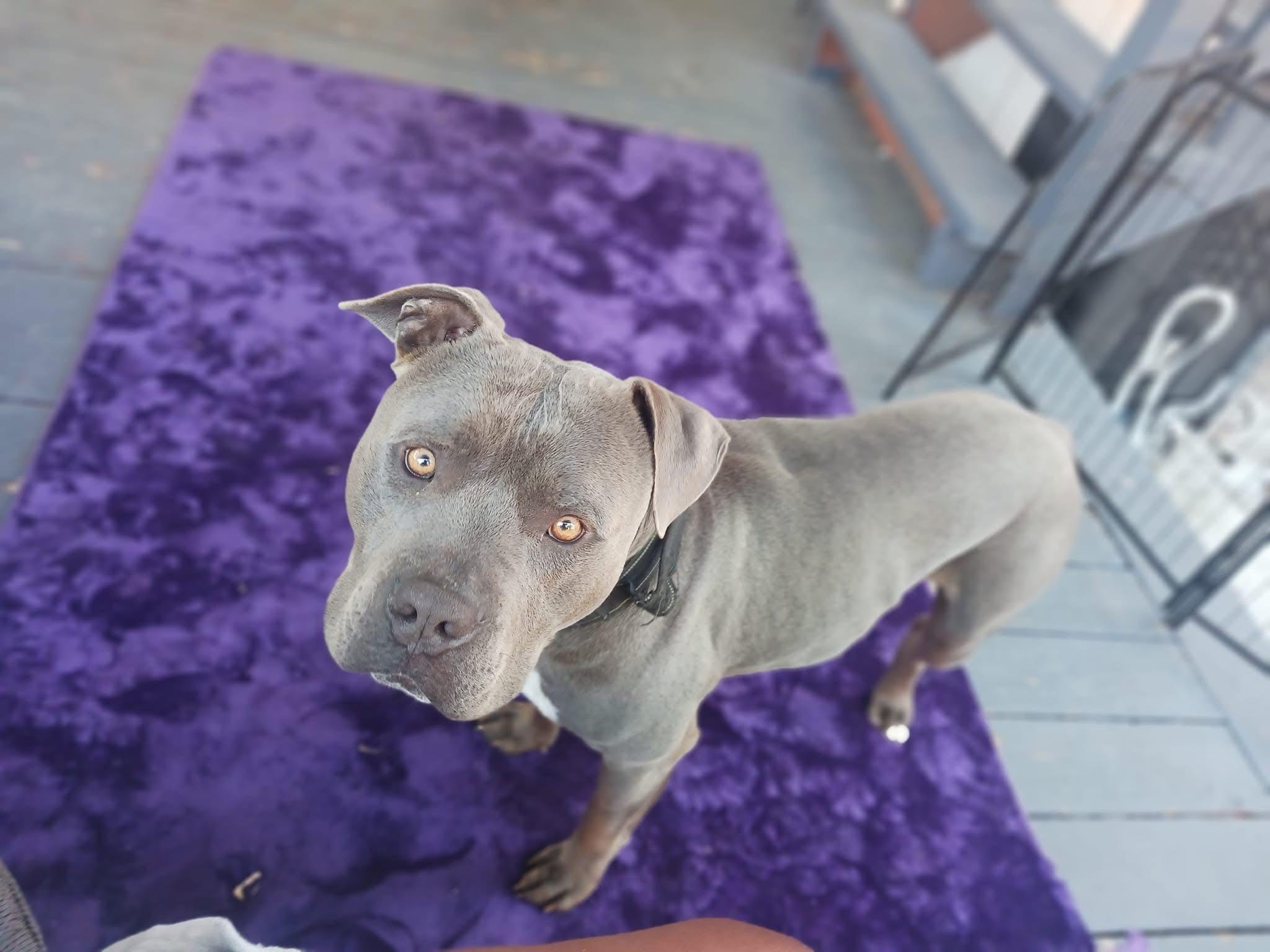 OSIRIS (a gentle giant), a Adopted Pit Bull Terrier in Pittsburg, CA image 2/5