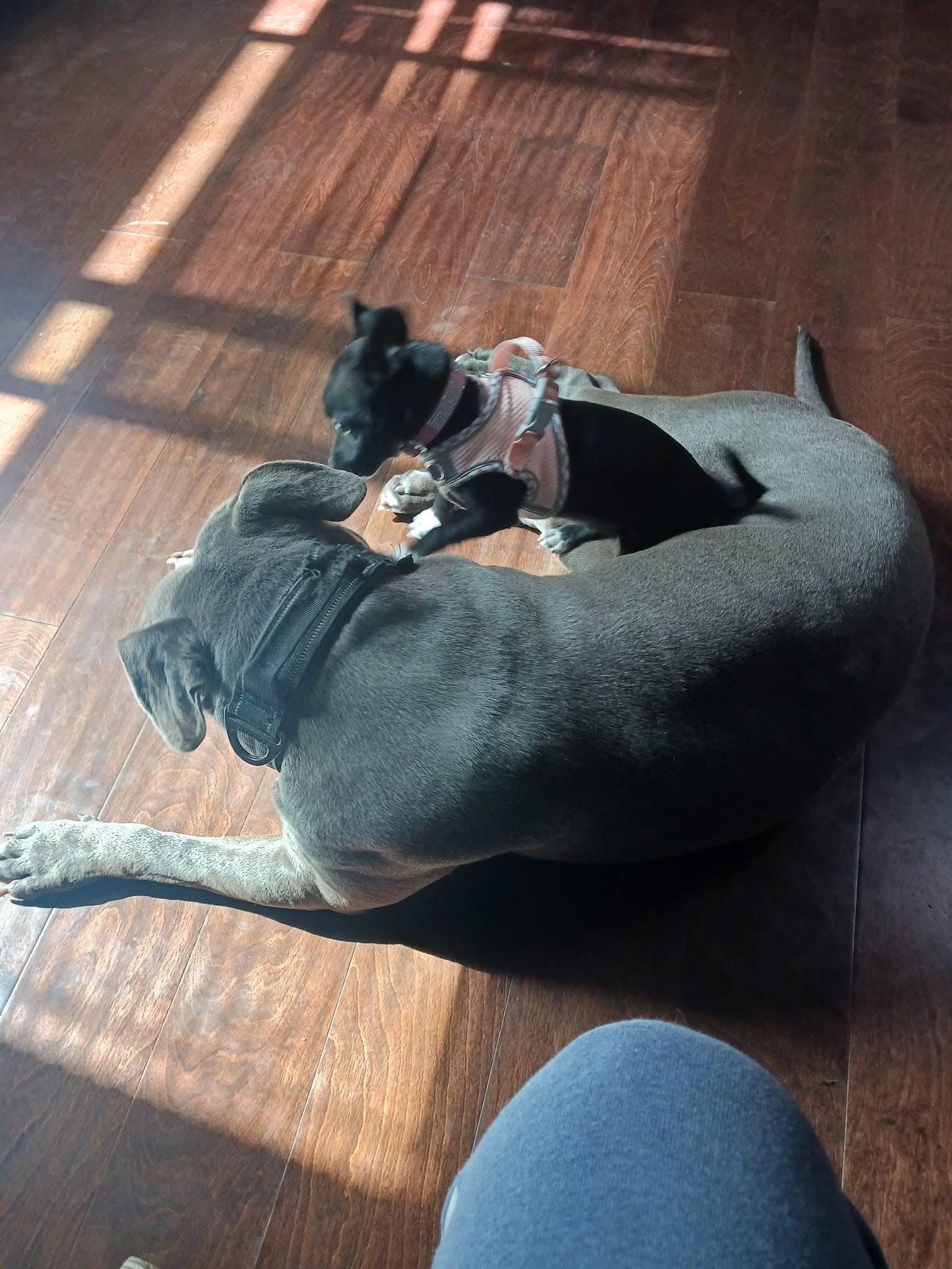 OSIRIS (a gentle giant), a Adopted Pit Bull Terrier in Pittsburg, CA image 3/5