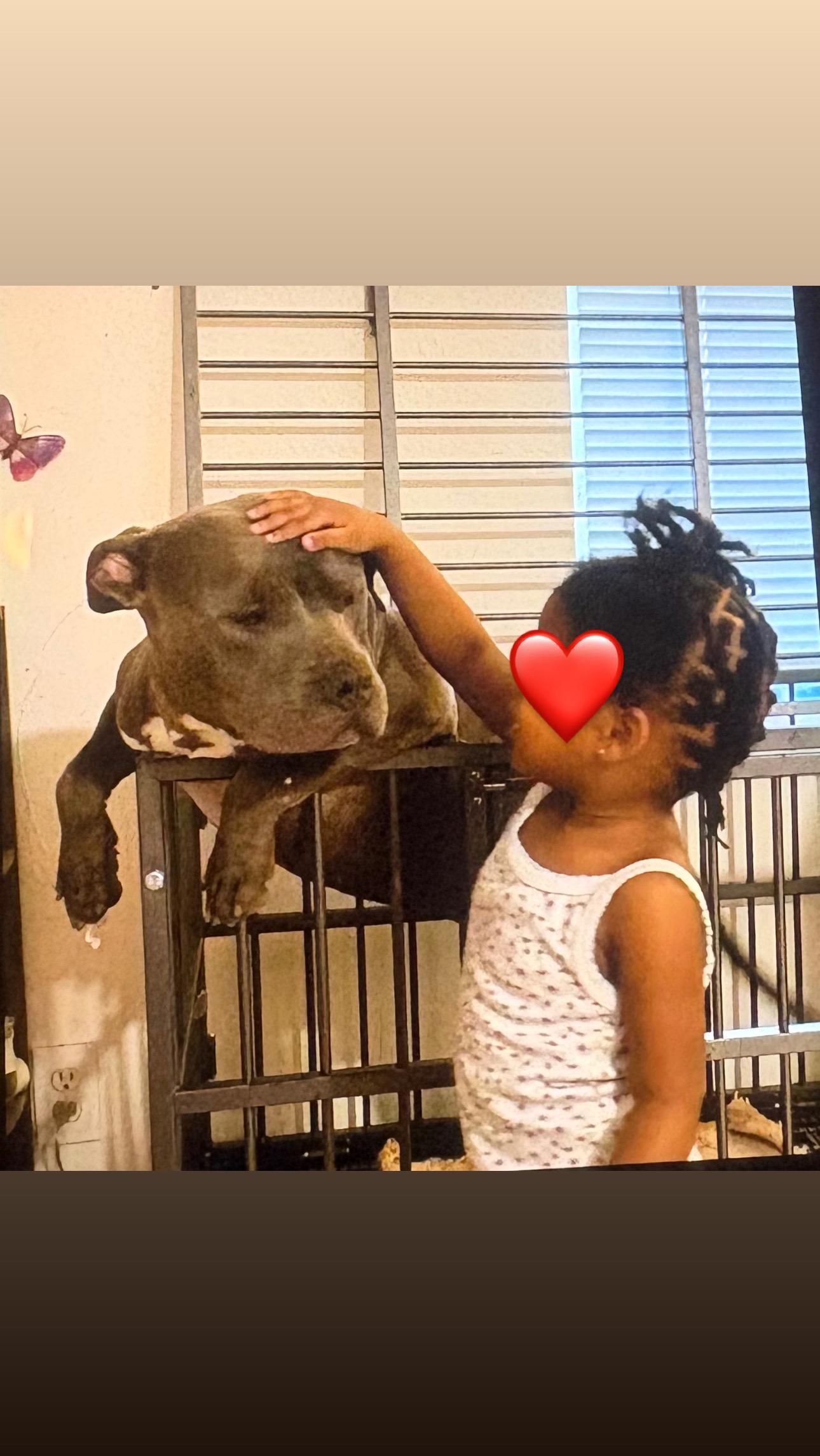 OSIRIS (a gentle giant), a Adopted Pit Bull Terrier in Pittsburg, CA image 4/5