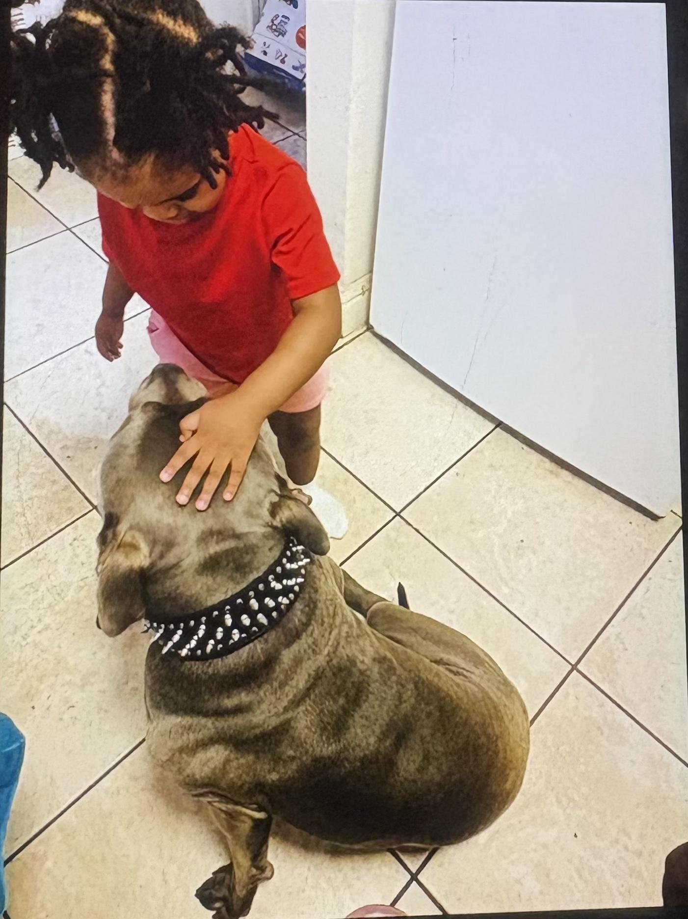 OSIRIS (a gentle giant), a Adopted Pit Bull Terrier in Pittsburg, CA image 5/5