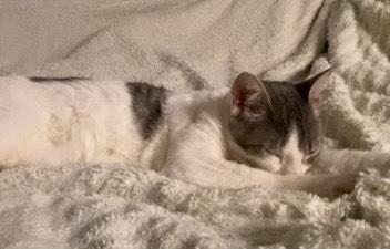 Enlarge Benny, a ADOPTABLE Domestic Short Hair in Davis, CA image 4/4