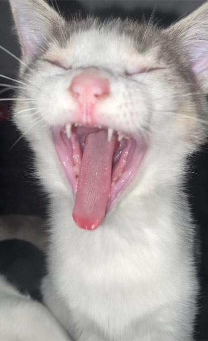 Enlarge Benny, a ADOPTABLE Domestic Short Hair in Davis, CA image 2/4