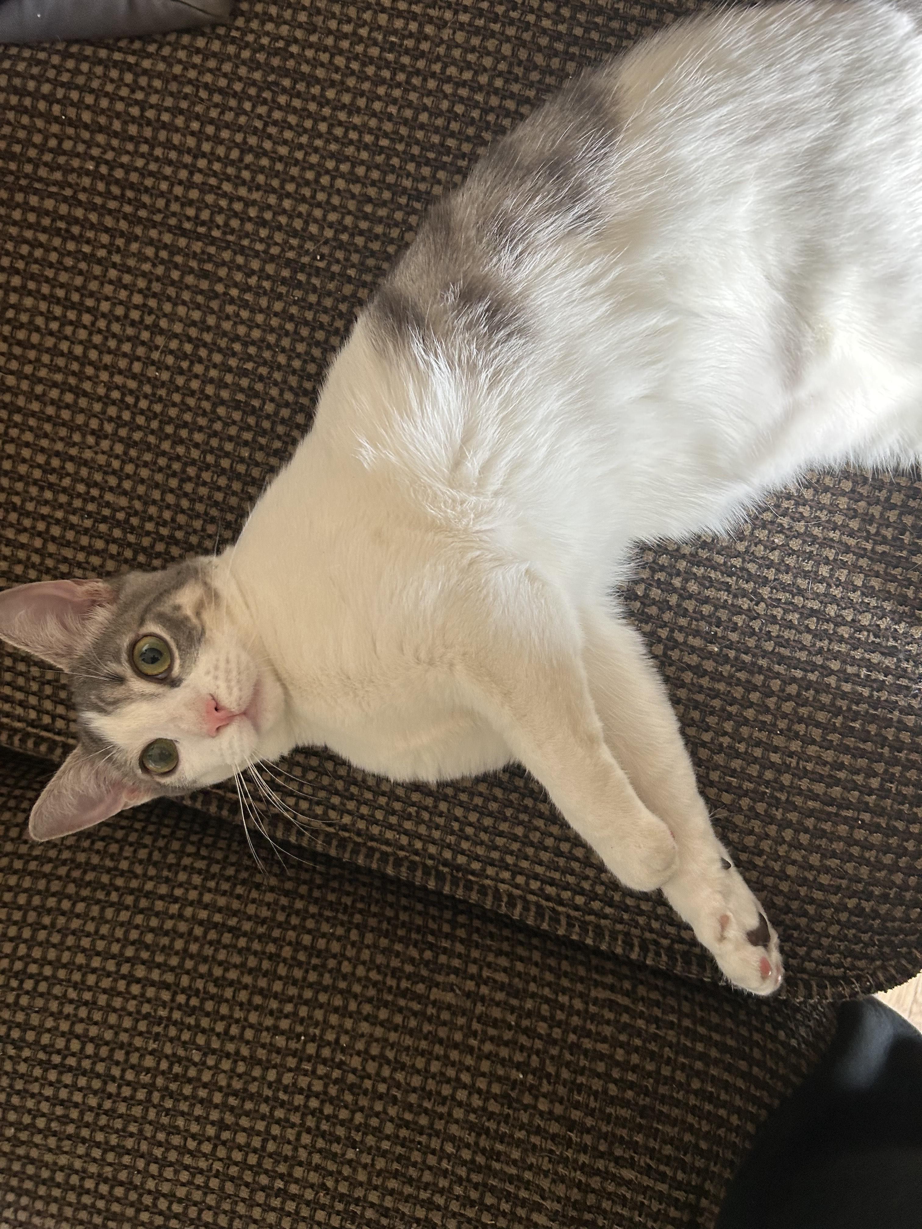 Enlarge Benny, a ADOPTABLE Domestic Short Hair in Davis, CA image 1/4