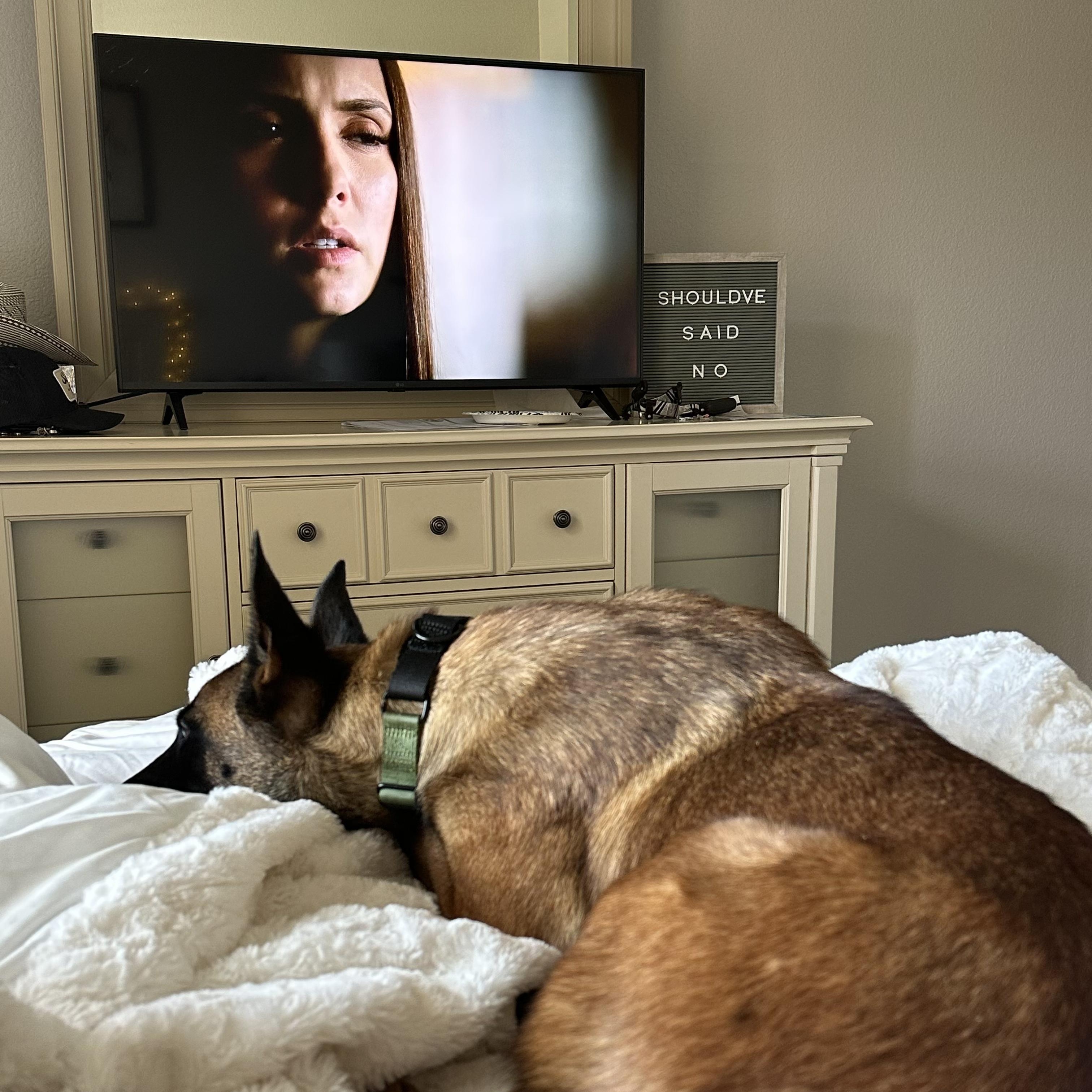 Montana, a Adoptable Belgian Shepherd / Malinois in Trabuco Canyon, CA image 5/6