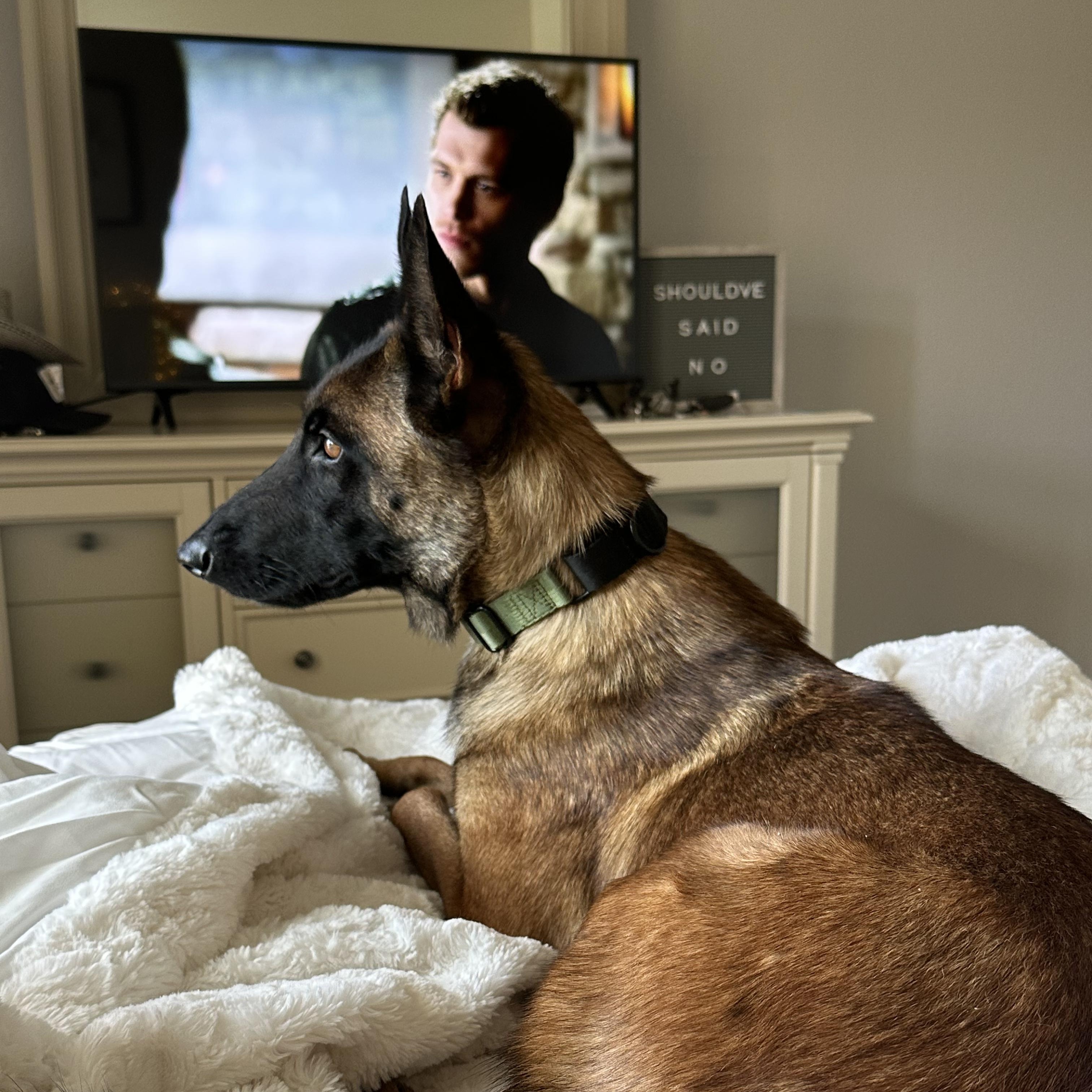 Montana, a Adoptable Belgian Shepherd / Malinois in Trabuco Canyon, CA image 6/6