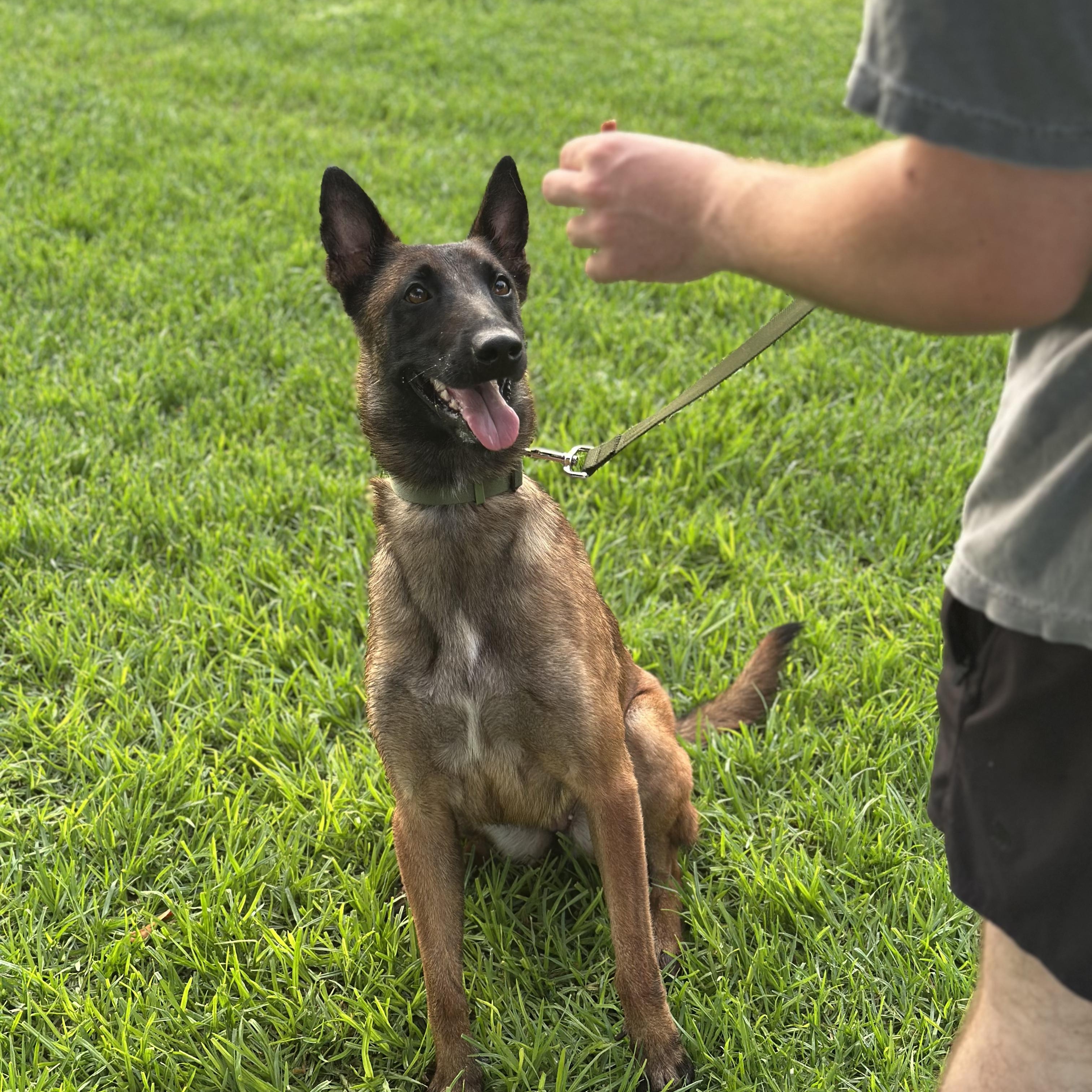 Montana, Adoptable, Young Female Belgian Shepherd / Malinois.