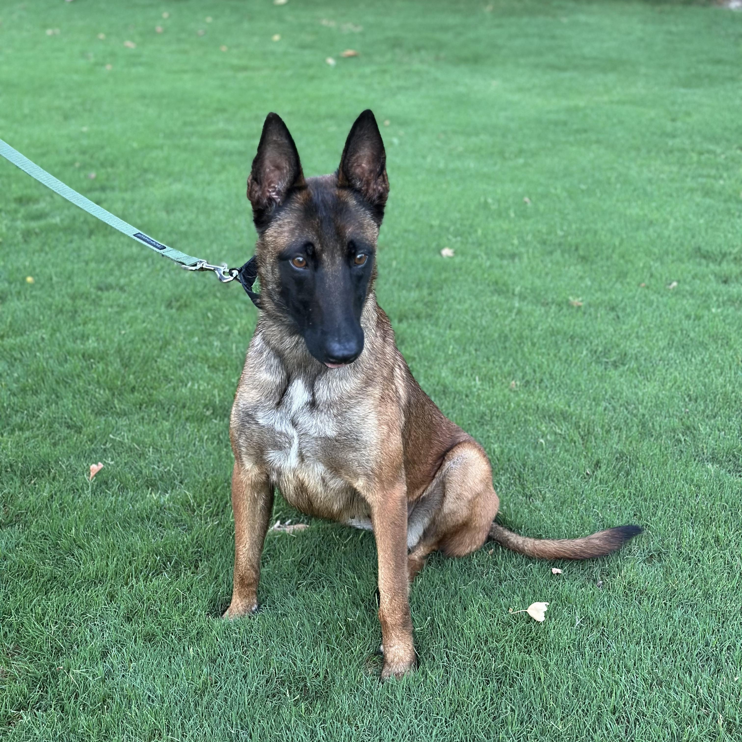Montana, a Adoptable Belgian Shepherd / Malinois in Trabuco Canyon, CA image 3/6