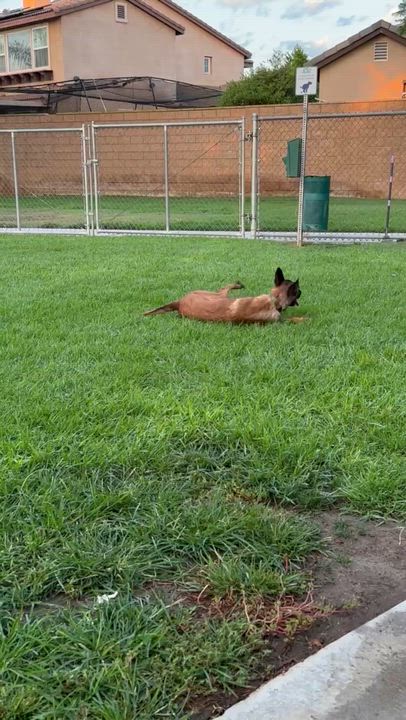 Enlarge Montana, a Adoptable Belgian Shepherd / Malinois in Trabuco Canyon, CA video 4/6