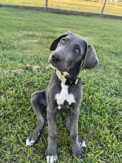 Matilda (aka Tilly), Adopted, Puppy Female Great Dane & Anatolian Shepherd.