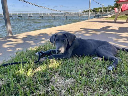 Enlarge Matilda (aka Tilly), a Adopted mixed breed in Wylie, TX image 2/4