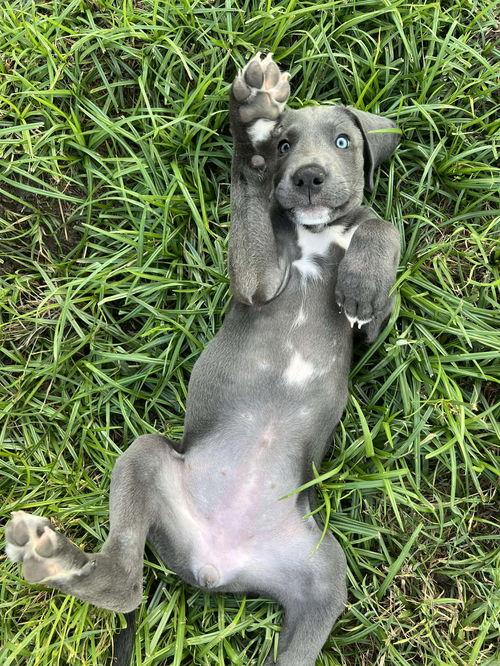 Enlarge Matilda (aka Tilly), a Adopted mixed breed in Wylie, TX image 3/4