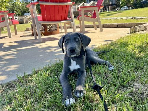 Enlarge Matilda (aka Tilly), a Adopted mixed breed in Wylie, TX image 4/4