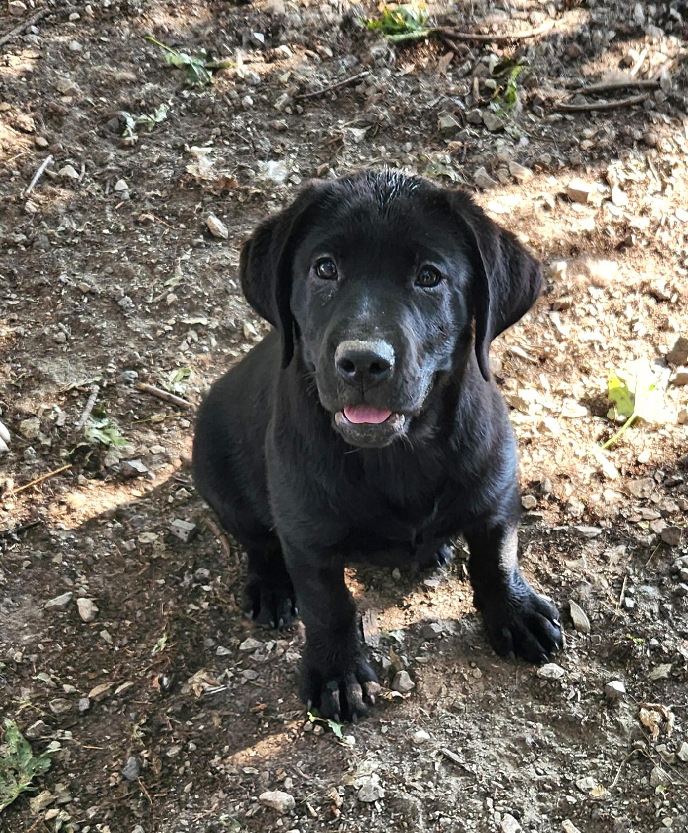 Bubbles, ADOPTABLE, Puppy Female Labrador Retriever.