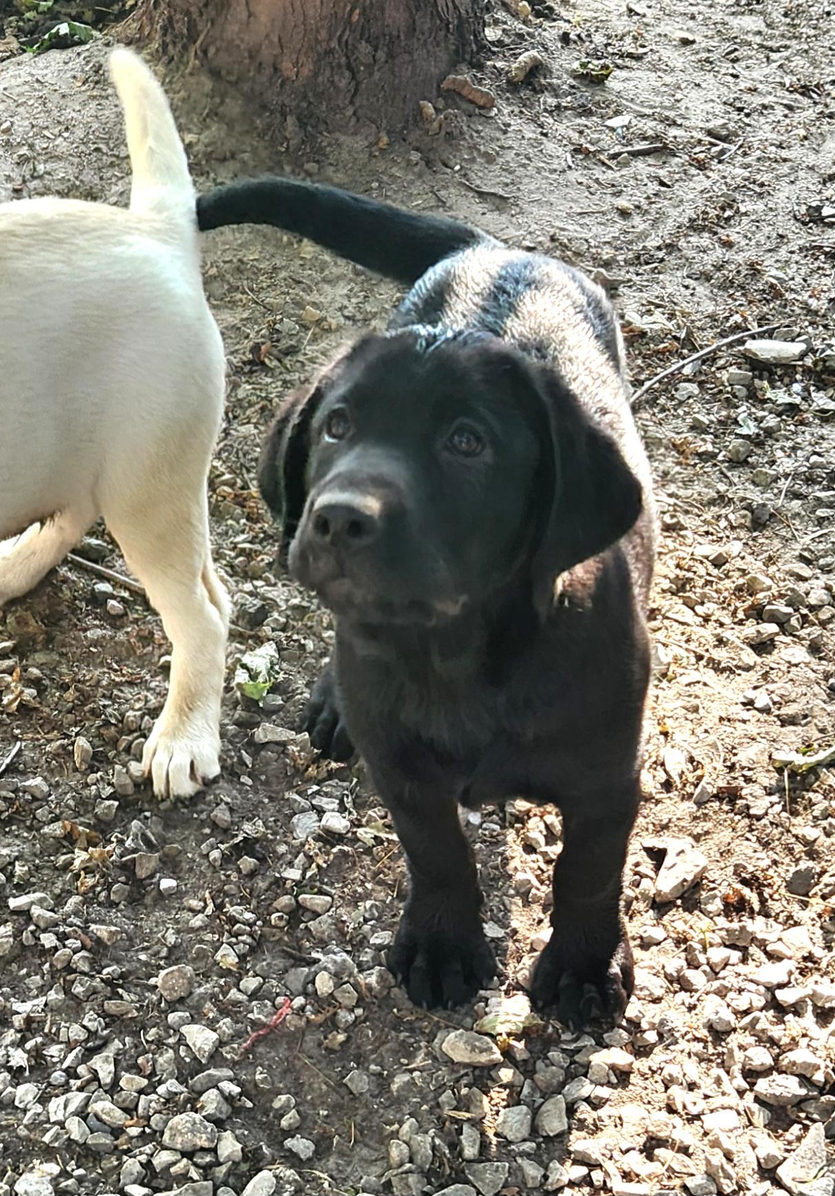 Bubbles, a ADOPTABLE Labrador Retriever in Liberty Center, OH image 5/6