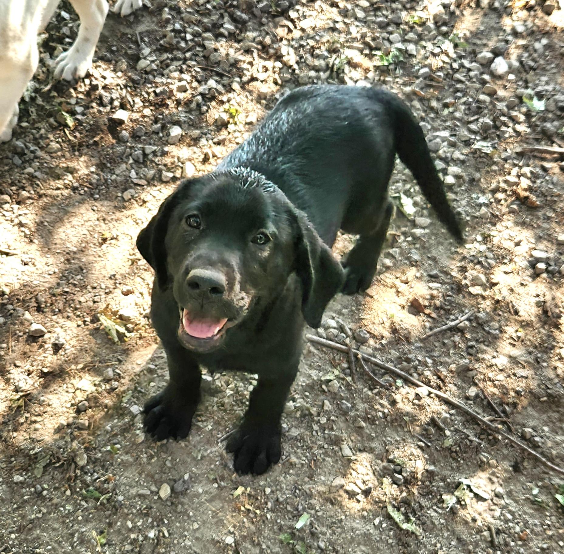 Bubbles, a ADOPTABLE Labrador Retriever in Liberty Center, OH image 3/6