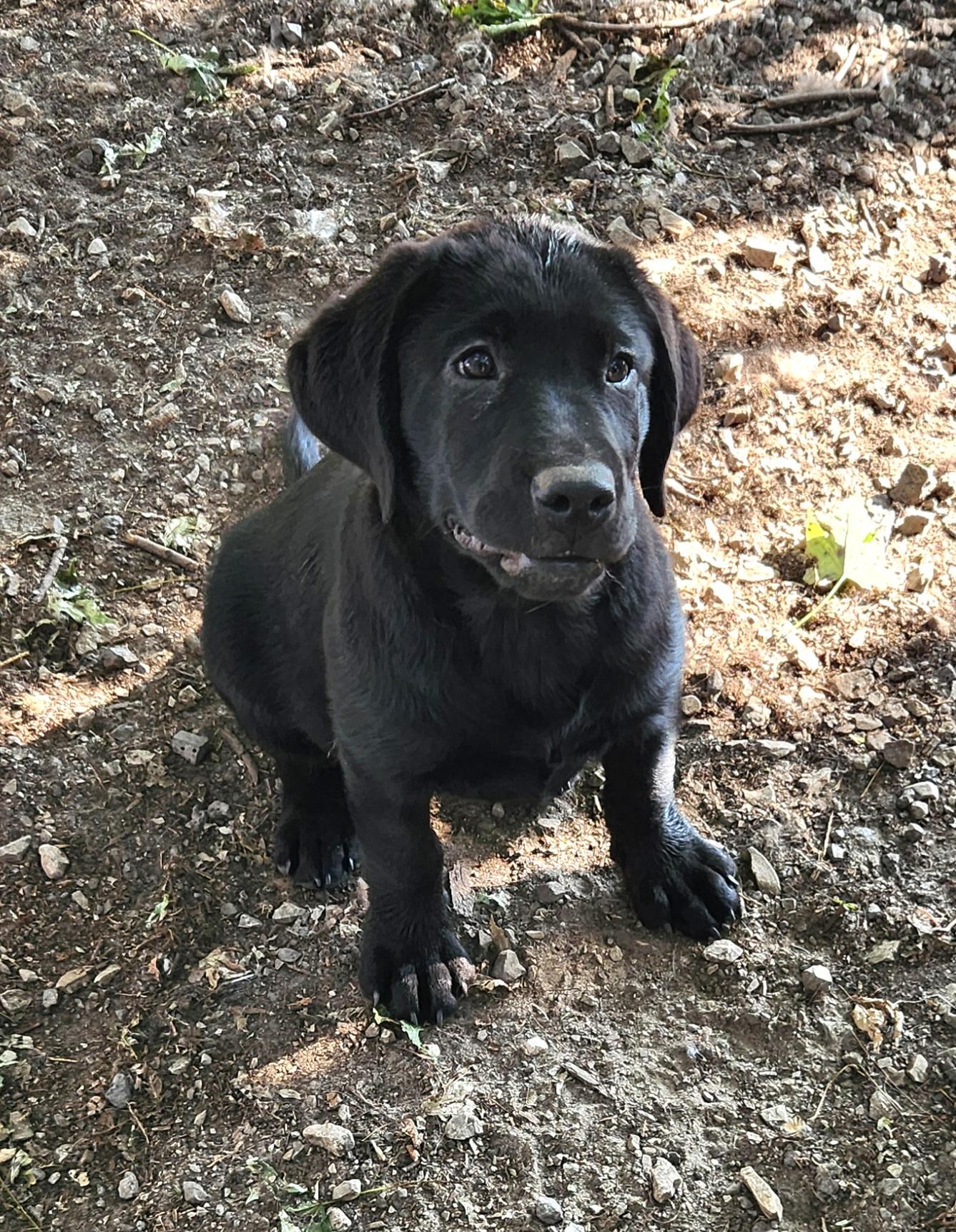 Bubbles, a ADOPTABLE Labrador Retriever in Liberty Center, OH image 4/6