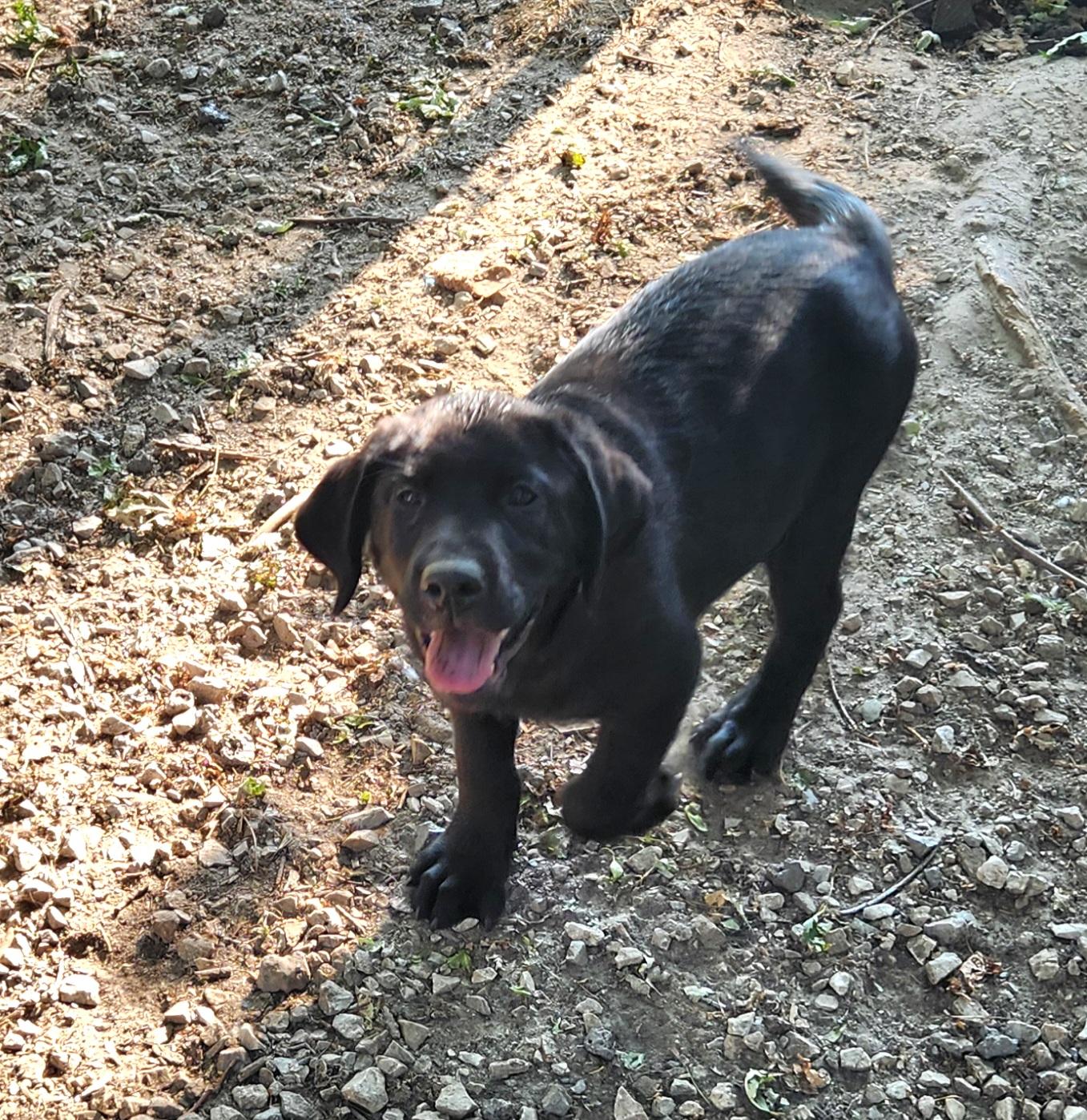 Bubbles, a ADOPTABLE Labrador Retriever in Liberty Center, OH image 6/6