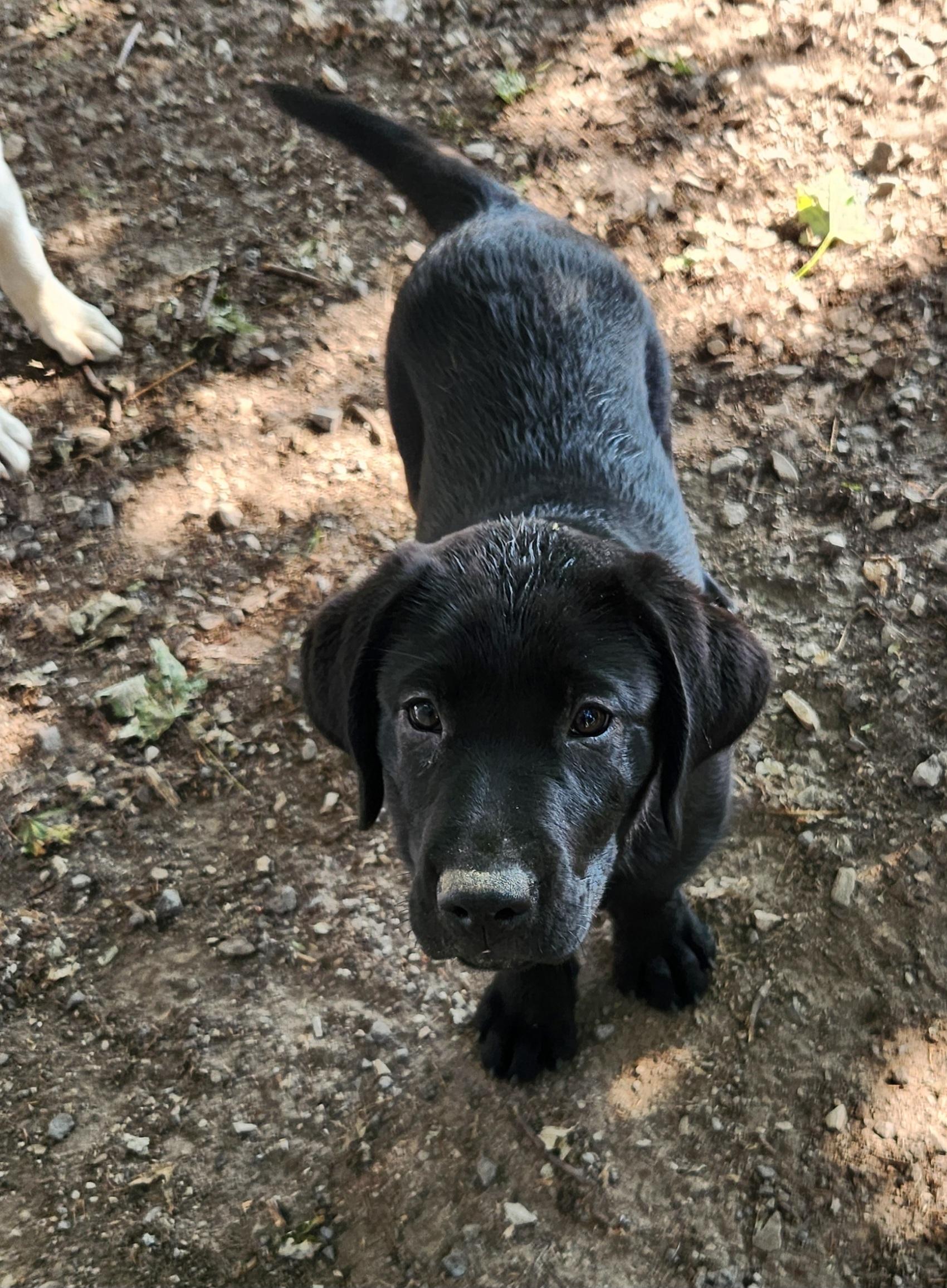 Bubbles, a ADOPTABLE Labrador Retriever in Liberty Center, OH image 2/6