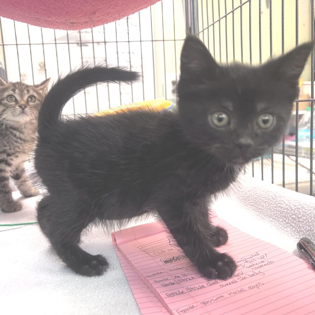 Enlarge Bramble, a Adoptable Domestic Short Hair in Port Townsend, WA image 1/2