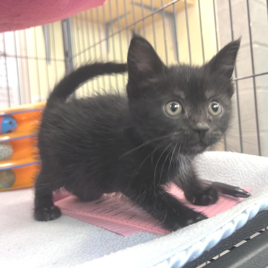 Enlarge Bramble, a Adoptable Domestic Short Hair in Port Townsend, WA image 2/2