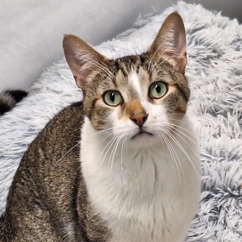 Gabriel, Adoptable, Adult Male Domestic Short Hair.