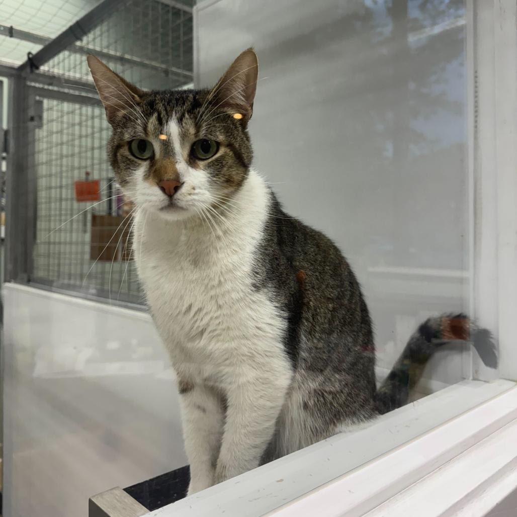Enlarge Gabriel, a Adoptable Domestic Short Hair in Skokie, IL image 2/4