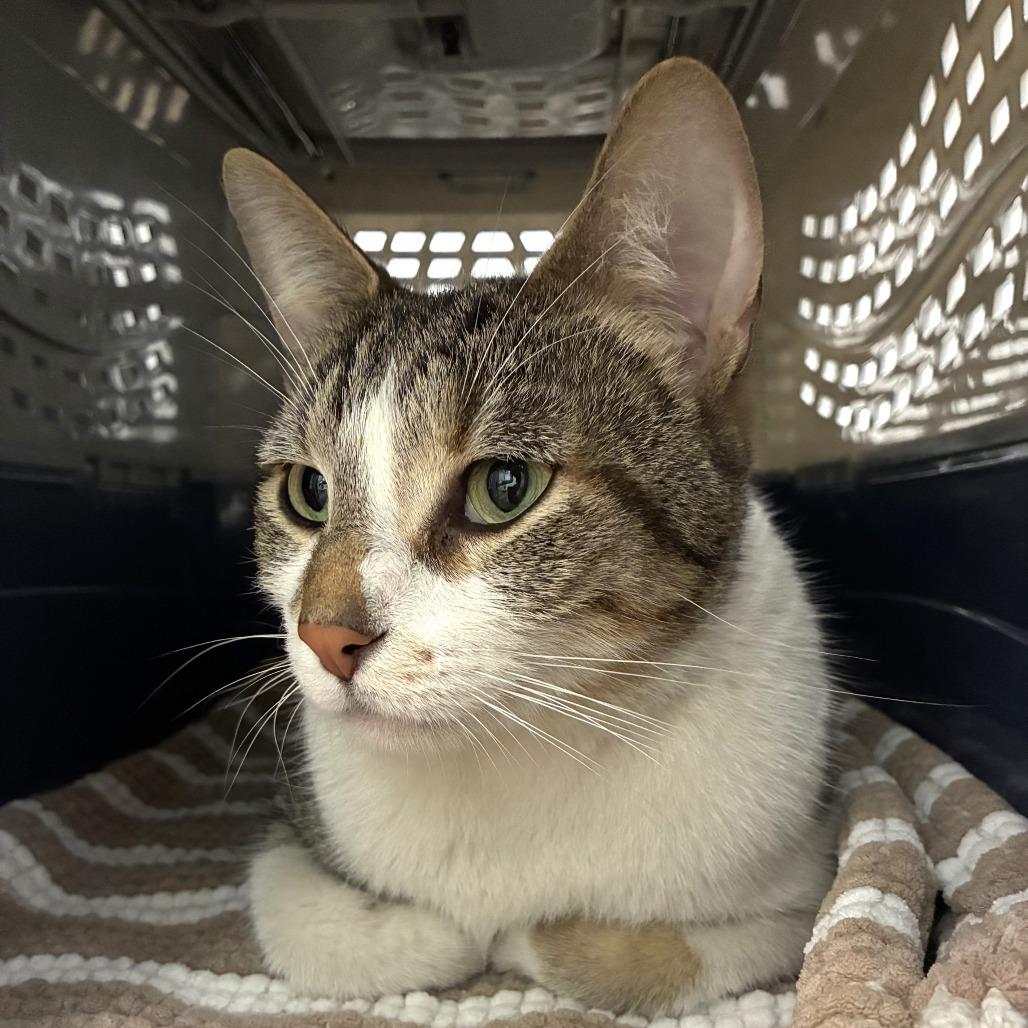 Enlarge Gabriel, a Adoptable Domestic Short Hair in Skokie, IL image 3/4