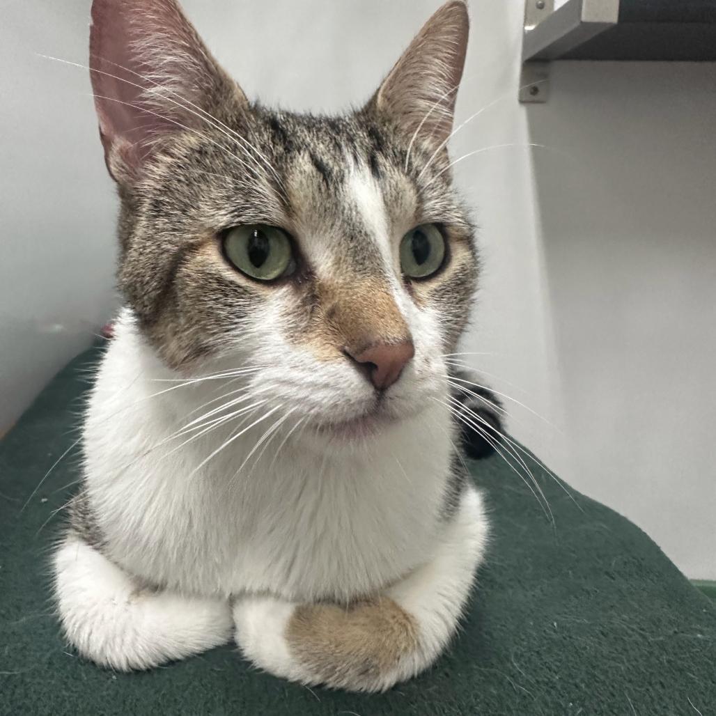 Enlarge Gabriel, a Adoptable Domestic Short Hair in Skokie, IL image 4/4