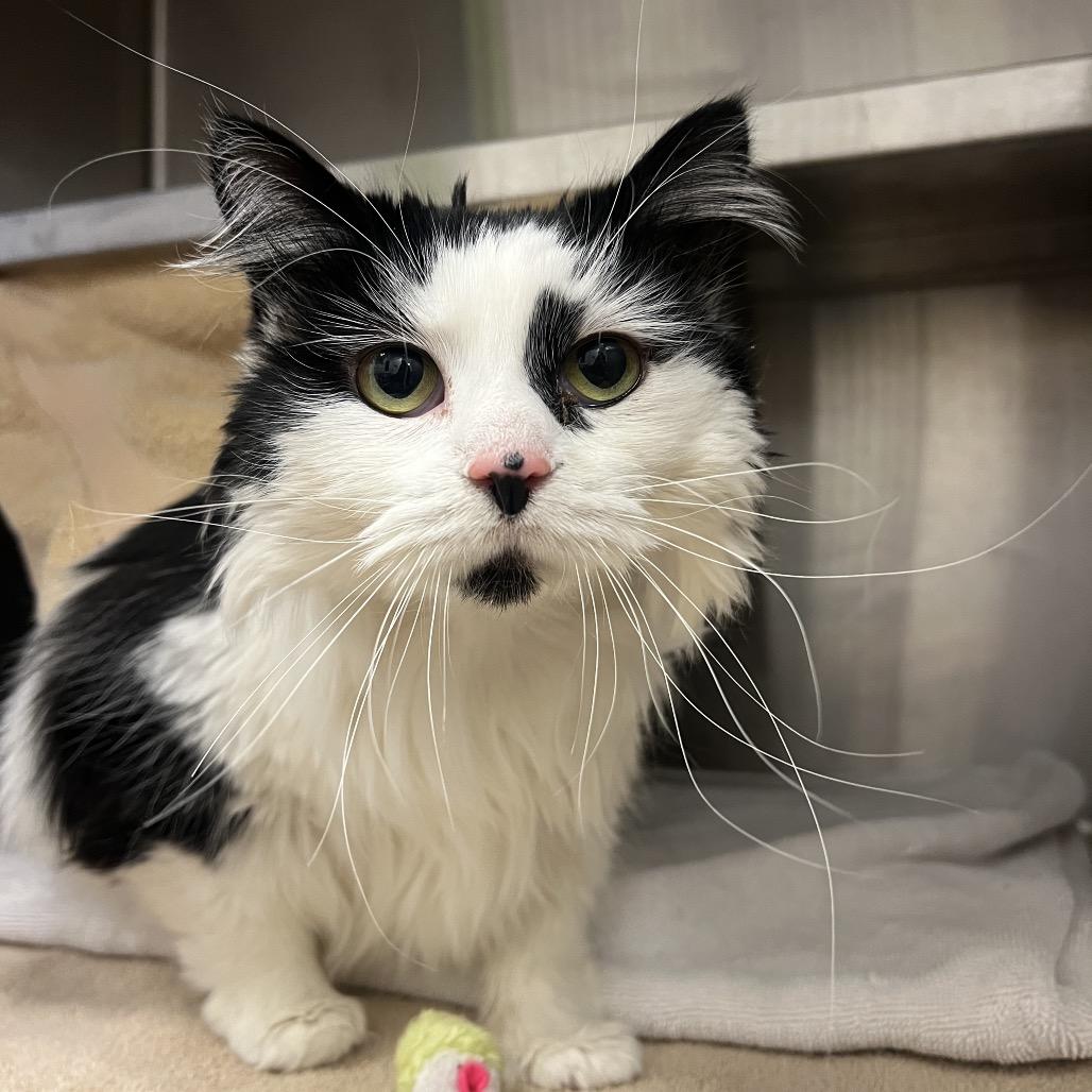 Enlarge Poppins, a Adoptable Domestic Short Hair in Pittsburgh, PA image 1/2