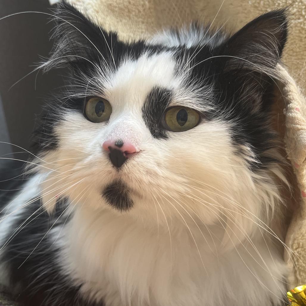 Enlarge Poppins, a Adoptable Domestic Short Hair in Pittsburgh, PA image 2/2