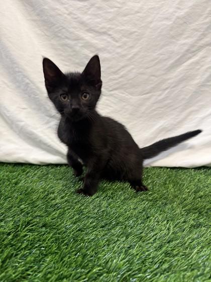 Lafayette, Adoptable, Kitten Male Domestic Short Hair.