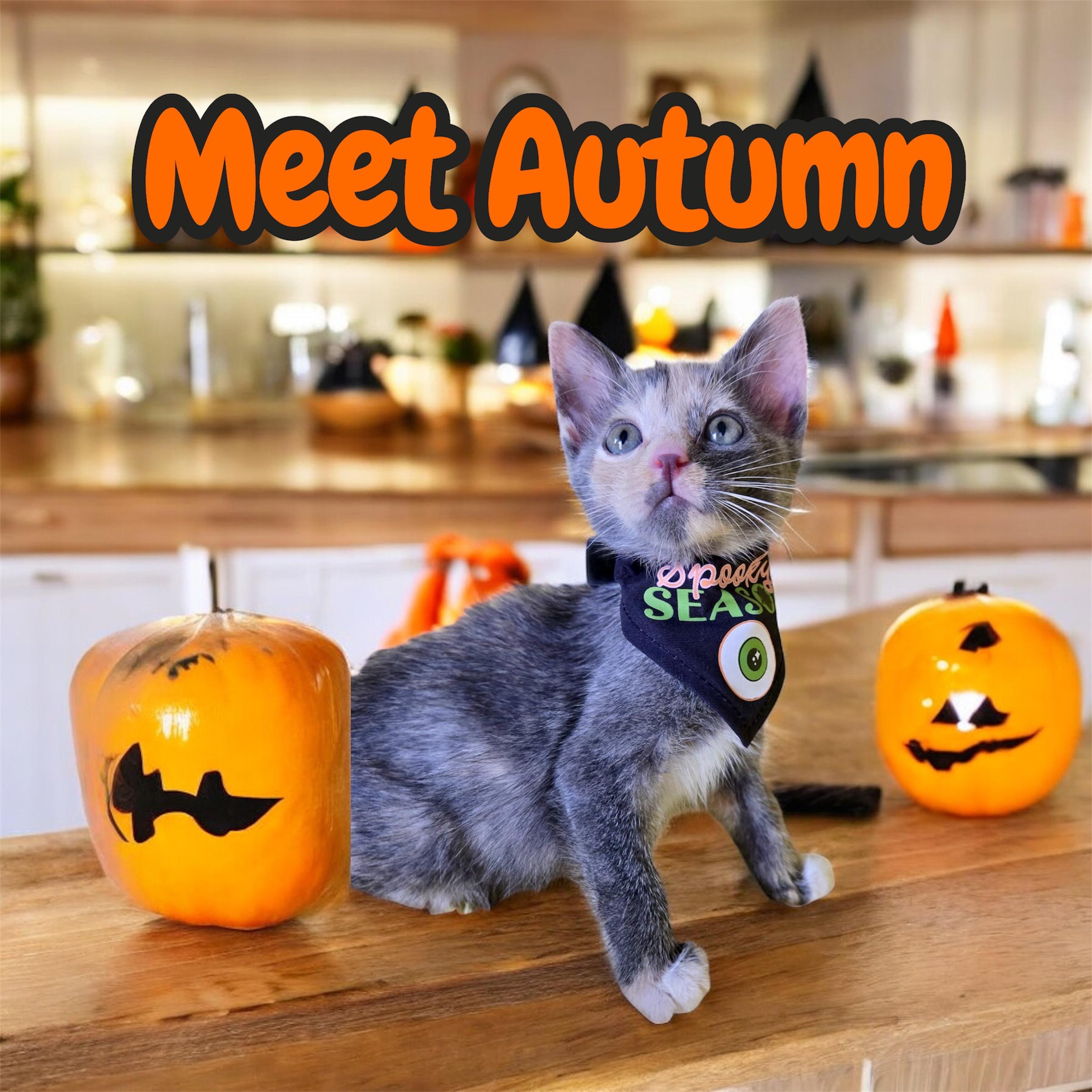 Sweet Autumn
