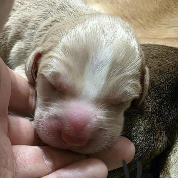 Maverick thumbnail 2