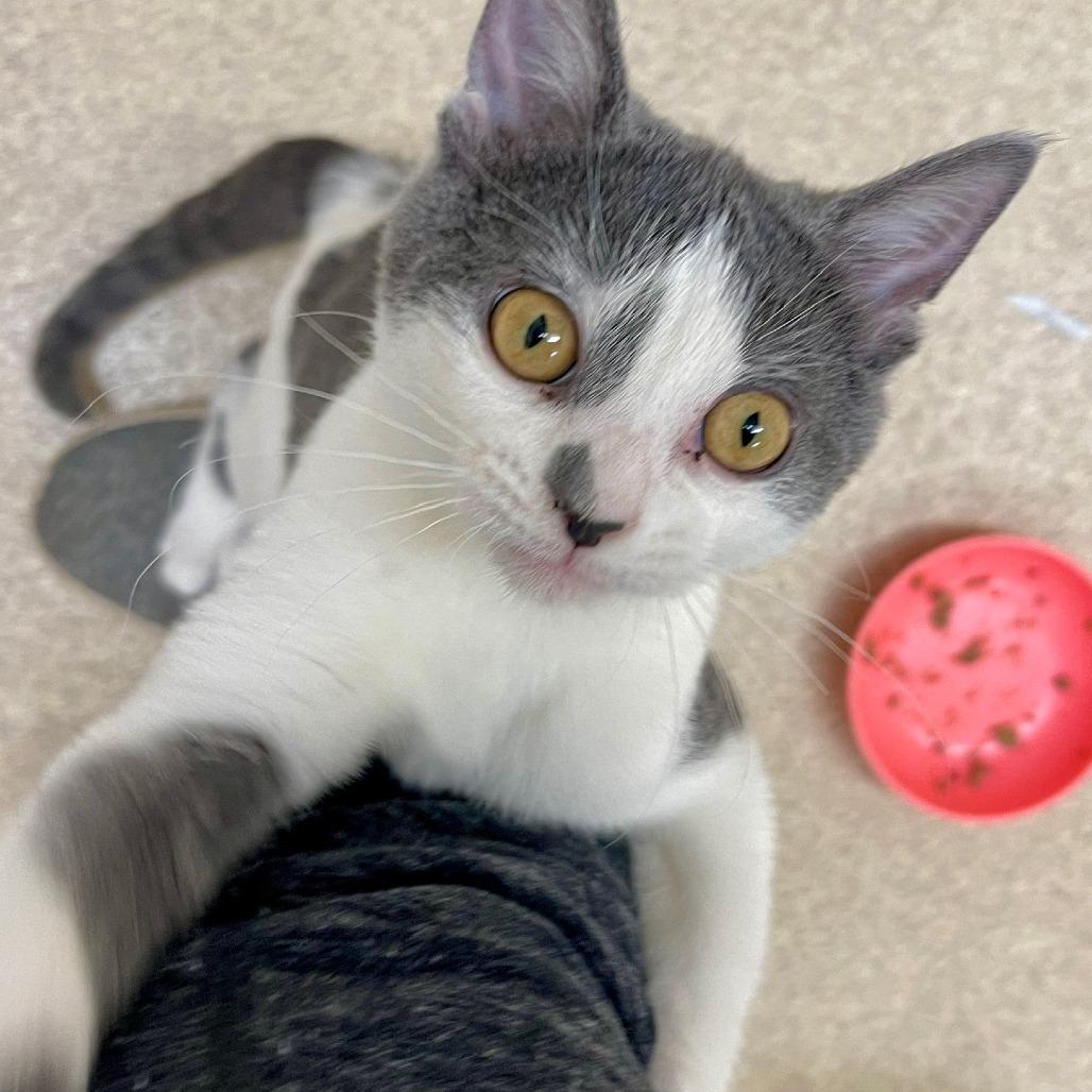 Enlarge Awe, a Adoptable Domestic Short Hair in Naperville, IL image 1/5