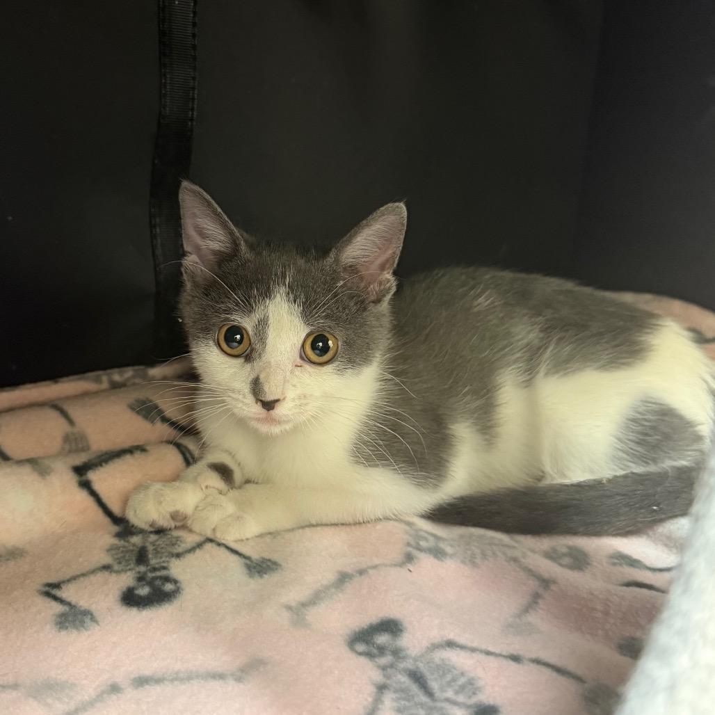 Enlarge Awe, a Adoptable Domestic Short Hair in Naperville, IL image 2/5