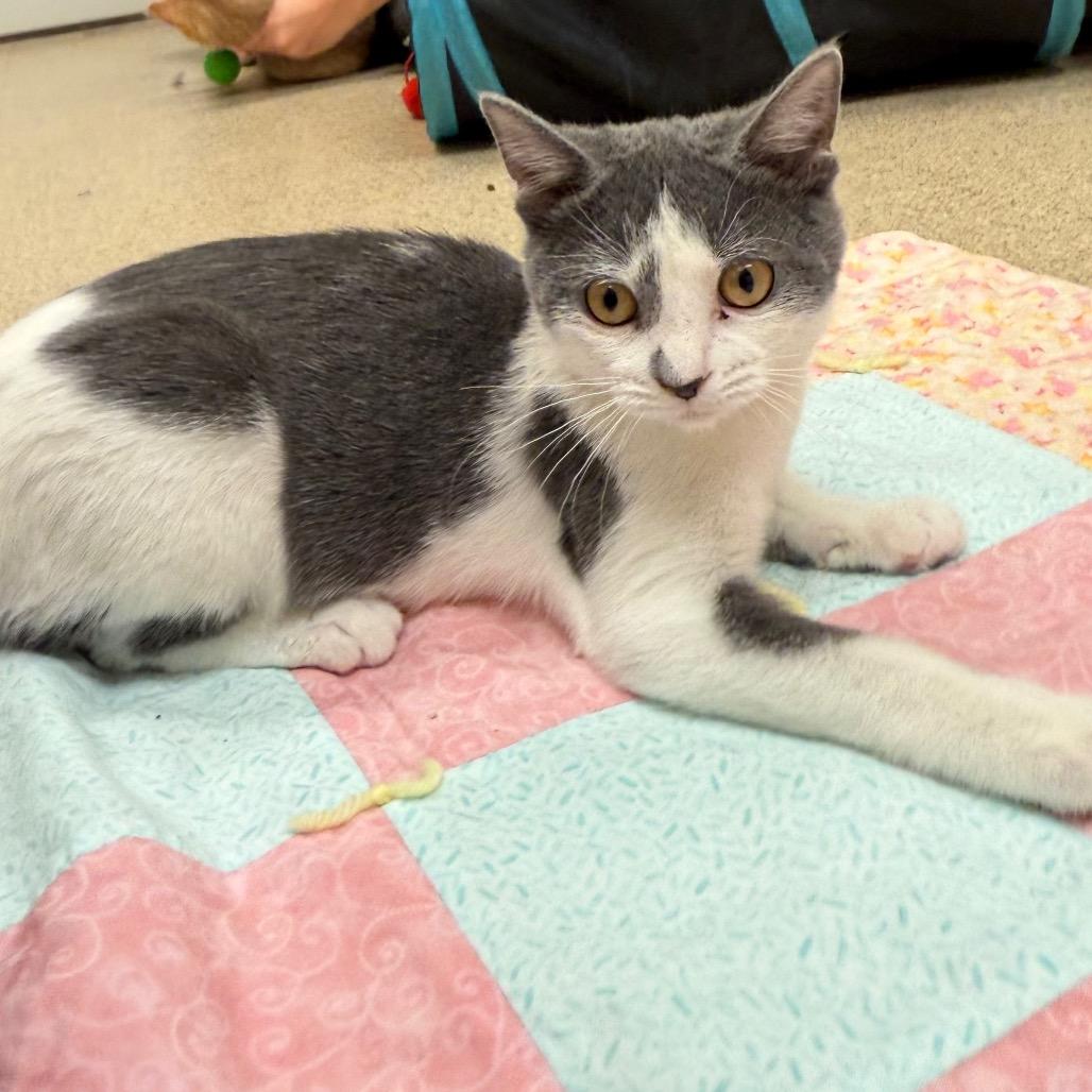 Enlarge Awe, a Adoptable Domestic Short Hair in Naperville, IL image 3/5