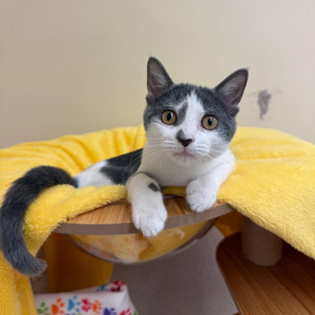 Enlarge Awe, a Adoptable Domestic Short Hair in Naperville, IL image 4/5