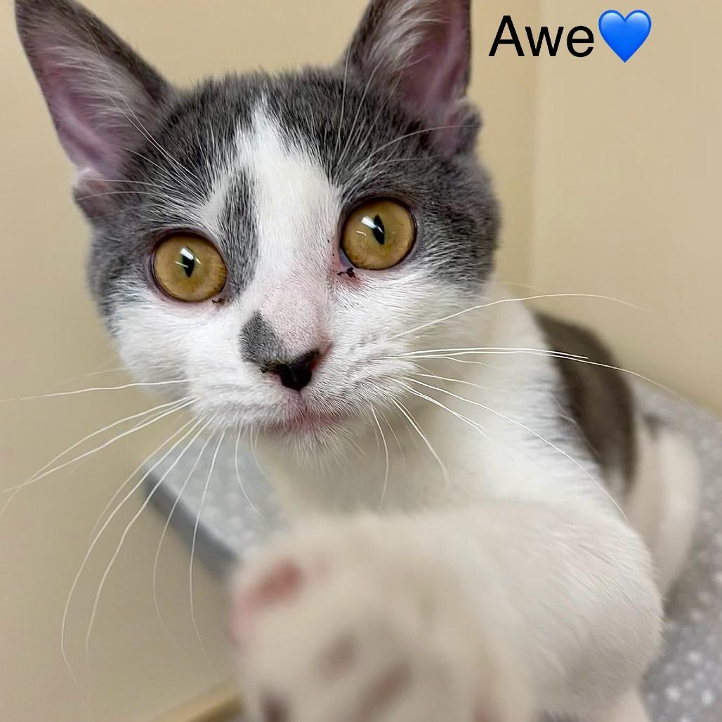 Enlarge Awe, a Adoptable Domestic Short Hair in Naperville, IL image 5/5