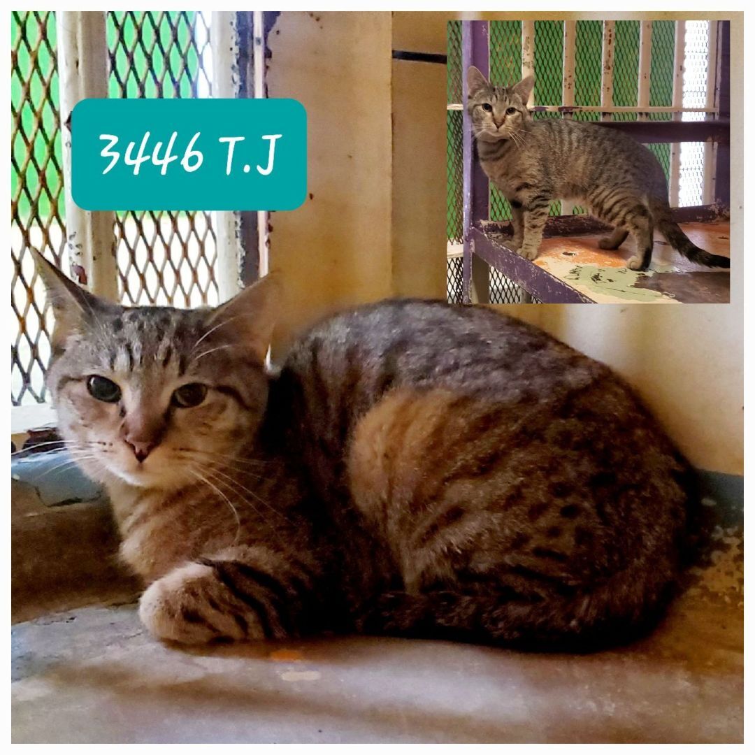 TJ 3446, an adopted Tabby in Phoenix, AZ_image-1