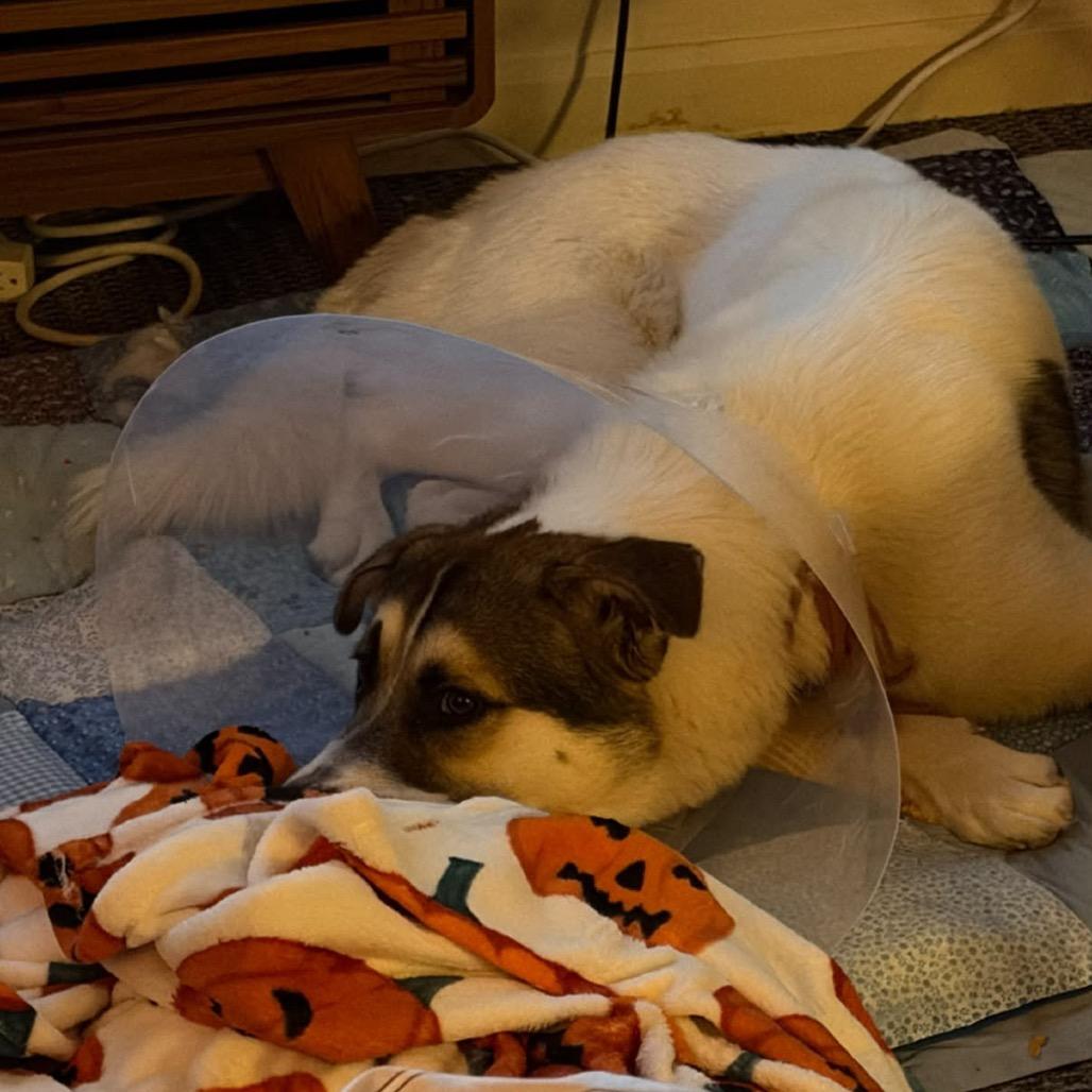 Frankenstein - In Foster!, Adoptable, Adult Male Anatolian Shepherd & Mixed Breed.